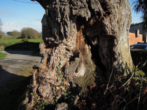 A carballa (castelo de Rei) (12)