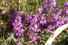 RUTA MIRADOIRO TERRA  CHA