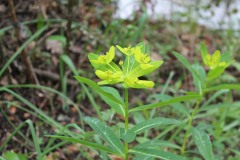 RUTA DA INSUA DE SEIVANE